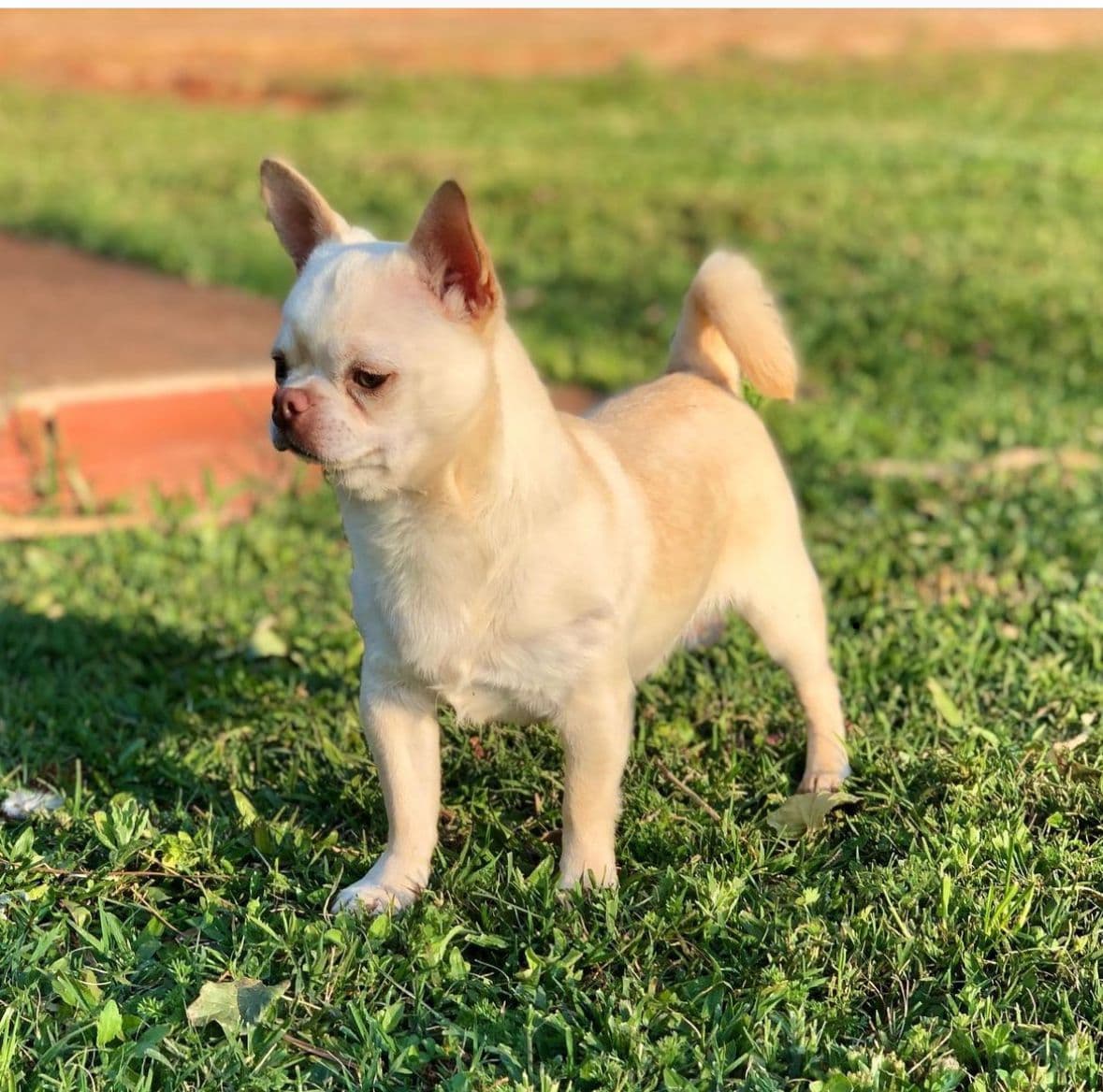 Chihuahua - Otto Canil