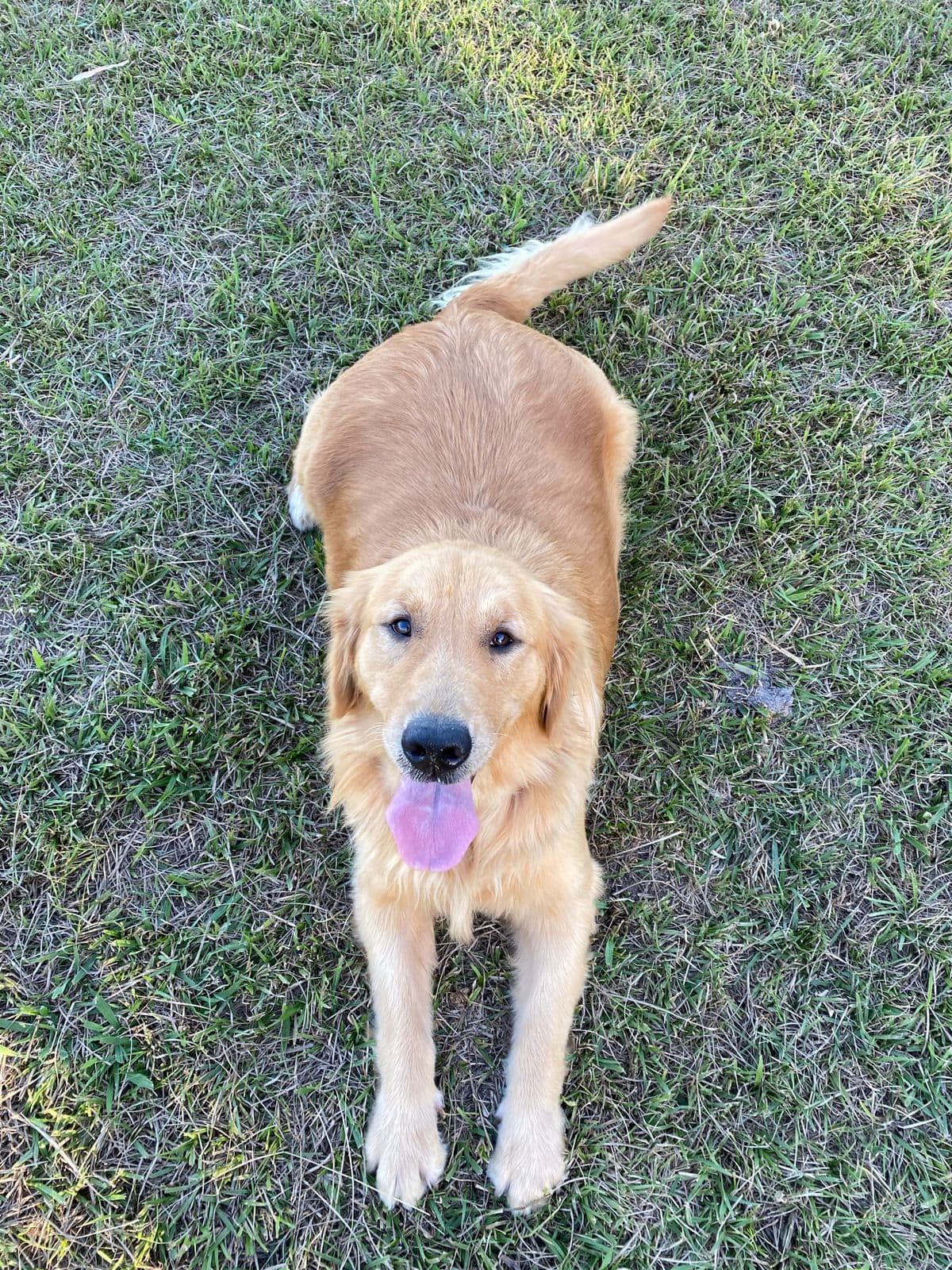 Golden Retriever - Otto Canil