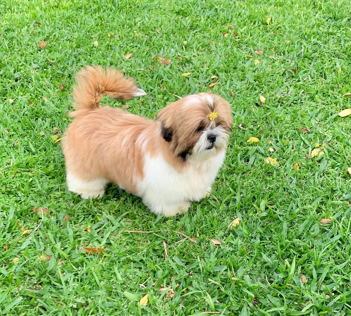 Shih Tzu - Otto Canil