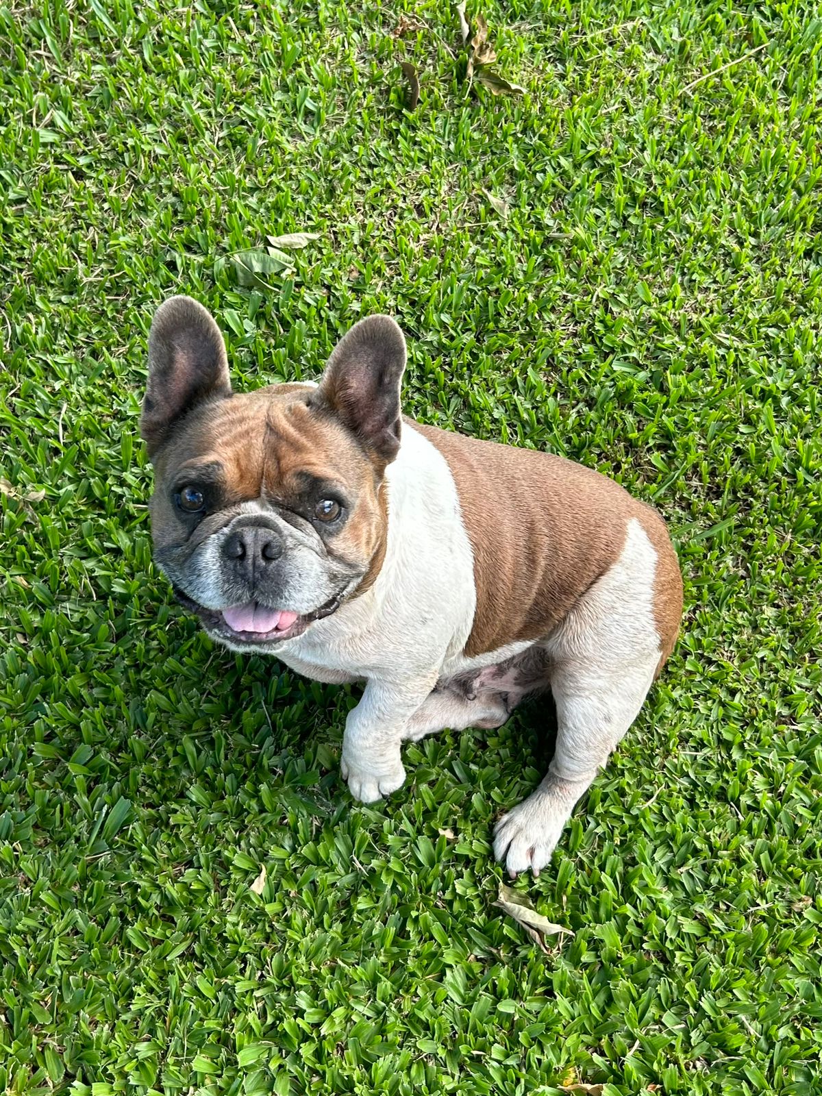 Bulldog Francês