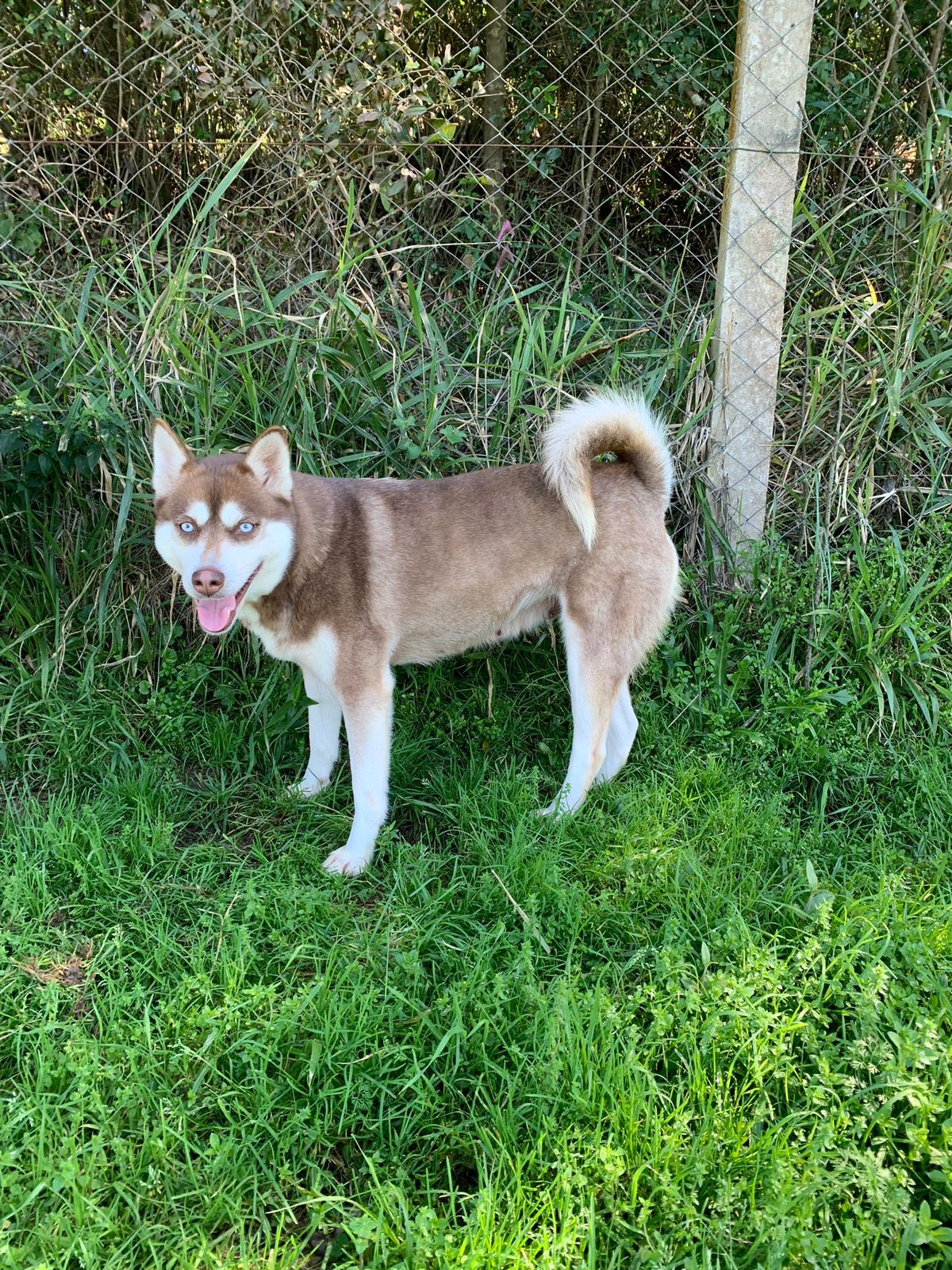 Husky Siberiano