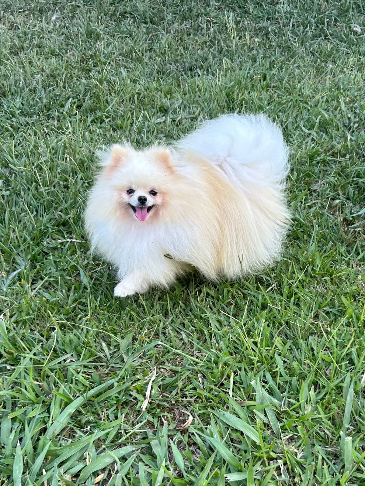 Spitz Alemão
